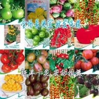 蔬菜种子 西红柿种子圣女果春播种子苗黄小番茄春季种【100粒】
