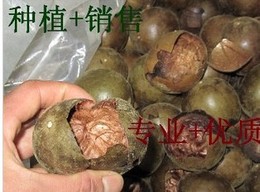【买2送1】罗汉果特级果破果碎果广西桂林永福罗汉果茶1斤
