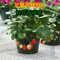 英国进口 木犀草草莓种子 特别适合盆栽 20粒