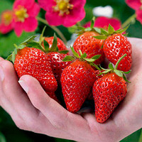 进口荷兰ABZ种子 四季草莓 Strawberry  Toscana F1 种子 2粒