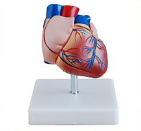 新型自然大心脏解剖模型 1倍心脏模型 教学模型 美院专用特价促销