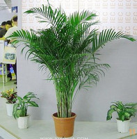 夏威夷竹 散尾葵 大型盆栽 室内进化空气植物 除甲醛