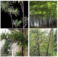 特价庭院观赏竹子盆景植物紫色竹子苗趣味美观四季常青绿化苗木