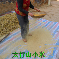 山西特产 沁洲黄小米 农家自种纯天然小米 杂粮粗粮五斤包邮免邮
