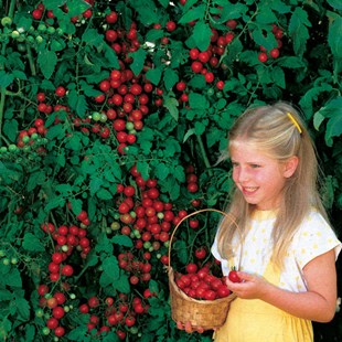 英国进口 世界上最甜樱桃番茄 甜百万种子 Tomato Sweet Million