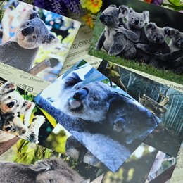 [Forus]萌系考拉 澳洲树袋熊明信片贺卡可爱动物卡片8张