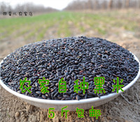 农家自种黑米 黑香米 健康无染色 接近野生 500克，5斤包邮