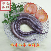 新鲜白鳝鱼海鳗鱼 水中人参 新鲜海鱼  鳗鲡   3条左右/斤