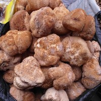 特价促销 东北特产 半野生 猴头蘑 大猴头菇 营养美味 滋补佳品