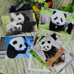 [Forus]萌宠 中华国宝熊猫 可爱宠物明信片 反面空白