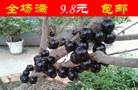 【10粒】优质嘉宝果种子 树葡萄种子名贵树种水果籽新种南北方