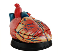 新型大心脏解剖模型 人体医学心脏解剖模型 4倍放大教学心脏模型