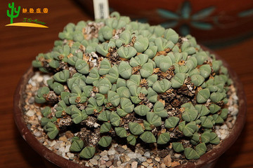 多肉植物 番杏科 藻玲玉属 Gibbaeum petrense 春琴玉 种子