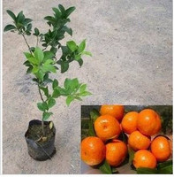盆栽桔子树 橘子 树苗 桔子苗 砂糖橘苗 桔子 果树苗 南方种植