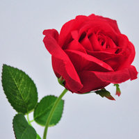贵州贵阳市花店送女友创意生日礼物单支玫瑰花送花上门