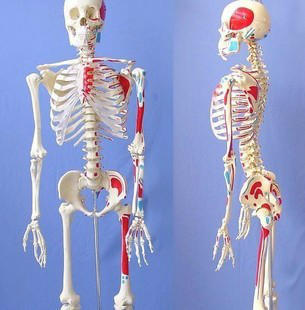 厂家直销 性价比王170CM人体骨骼标本模型 附肌肉起止点骨架模型