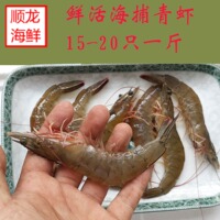 青岛崂山海捕青虾 鲜活发货 新鲜对虾 基围虾 鲜虾 海虾 虾