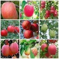 苹果苗南北方水果树嫁接苹果树苗盆栽红富士种植当年结果包邮