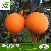 【聚美园】橙子秭归脐橙纽荷尔圆红新鲜水果湖北宜昌特产VS赣南橙