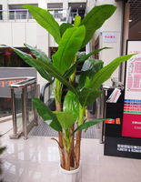特价~仿真植物仿真装饰假树 4叉2米2高芭蕉树--客厅/办公/居家