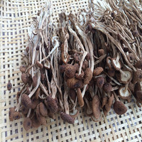 舌尖上的中国特级茶树菇  未开伞 煲汤佳品 干货250g 金牌卖家