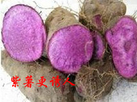 紫山药紫人参紫薯紫大薯农家自种新鲜脚板薯有机蔬菜
