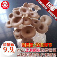 茶树菇菌包食用菌棒菌包菌种种子蘑菇多肉植物阳台养殖菌包特价