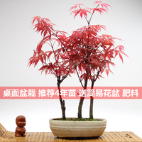 红枫树苗盆栽红枫室内办公室桌面花卉植物盆景日本红枫防辐射包邮