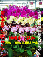 青岛专车送年宵花卉蝴蝶兰，三十元一键，花盆花色均可拍照选购