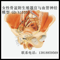 全科医生 GD/A15107 女性骨盆附生殖器官与血管神经模型