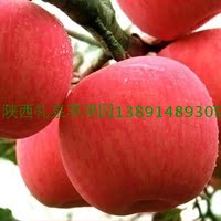 陕西礼泉九峻山红富士吃的甜脆苹果 10斤高原精品新鲜脆苹果批发