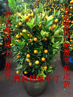 青岛专车送造型橘子树，青岛橘子树，花卉橘子树，限送青岛