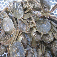 鲜活苏州大闸蟹 母蟹 非泡水蟹 一斤118元 一只2.6两到3两