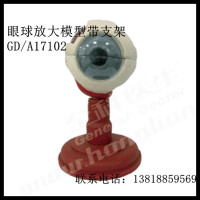 全科医生 GD/A17102 眼球放大模型带支架