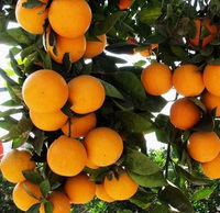 湖南永兴冰糖橙有机甜橙有机生态自种橙子脐橙孕妇水果18斤装包邮