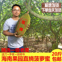 【现摘发货】19-21斤菠萝蜜 海南新鲜水果 波罗蜜 木菠萝 假榴莲