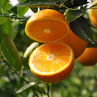 现摘发货 赣南脐橙 纽荷尔甜橙子 新鲜孕妇水果 10斤精品果75-80