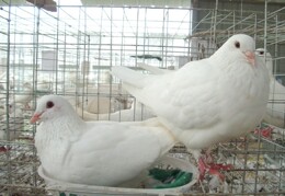 河南豫宏禽业多年培育 杂交提纯 高产种鸽  详情看里面