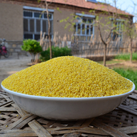 农家自种绿色小米子黄小米营养米月子米小米粥宝宝米500g 老品种