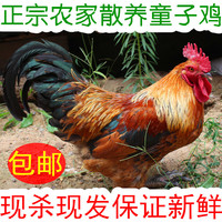 沂蒙山正宗农家散养土鸡童子鸡大公鸡草鸡现杀活鸡公鸡鸡肉月子鸡