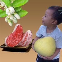 新鲜水果平和琯溪红心肉蜜柚 特价非西柚 正宗5斤  现货现发