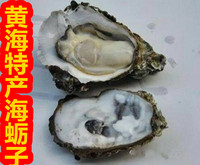 丹东黄海海鲜特产鲜活生蚝新鲜牡蛎活鲜海蛎子带壳极品5-10只/斤