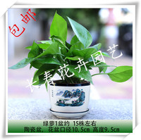 绿萝小盆栽 去除甲醛办公室内桌面 绿色植物创意绿植花卉包邮