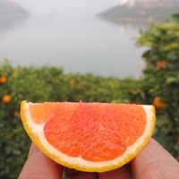 橙子新鲜水果秭归脐橙中华红血橙红心橙子红肉脐橙5斤包邮特价