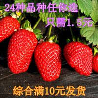 四季结果草莓种子阳台盆栽蔬菜种子果树种子 美容阳台水果蔬菜籽