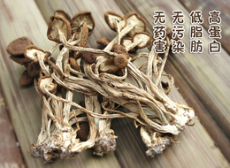 茶树菇干货 未开膜 土特产 食用菌  特级茶树菇新货