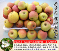 野生脆甜丑苹果五斤多省包邮 新鲜水果 孕妇健康榨汁 农家老品种