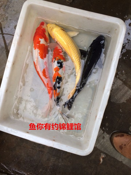 日本纯种锦鲤包邮 红白乌鲤活体 观赏鱼风水鱼 池塘鱼30-40cm
