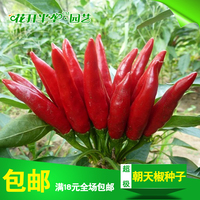 【花开半垄】超级朝天椒种子 红色小辣椒辣椒王种子辣椒籽包邮