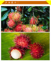 包邮红毛丹 约2斤 泰国进口水果 新鲜水果
